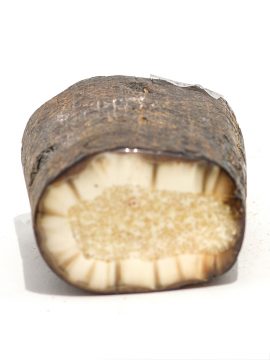 Fossil Walrus Tusk Raw Ivory - Scrimshaw Collector