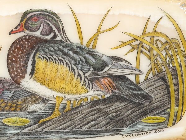 Charles W. Conner Scrimshaw - Woodduck Pair