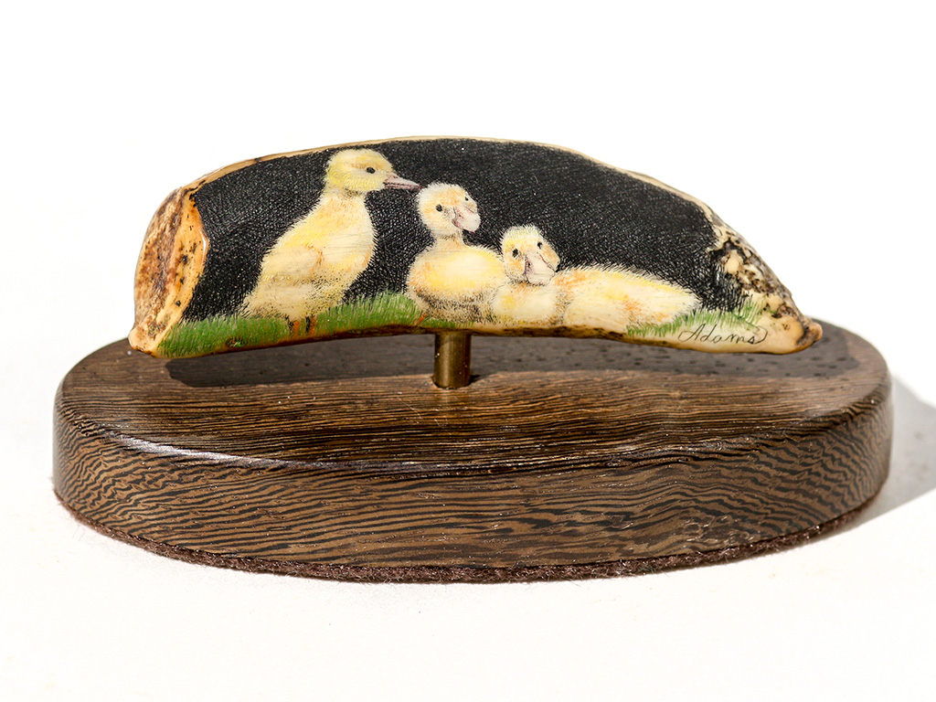 David Adams Scrimshaw - Duckling Trio