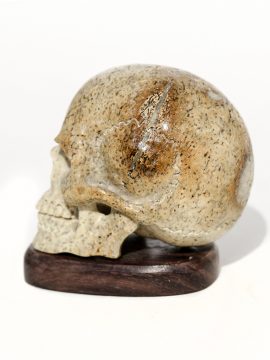 Unknown Carver - Skull From Walrus Jawbone - Scrimshaw Collector