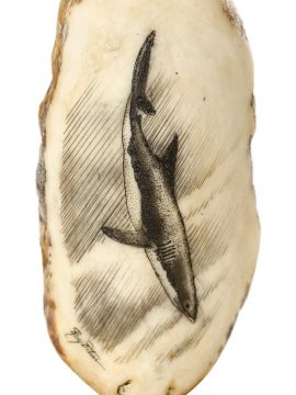 Ray Peters Scrimshaw - Cruising Great White Shark