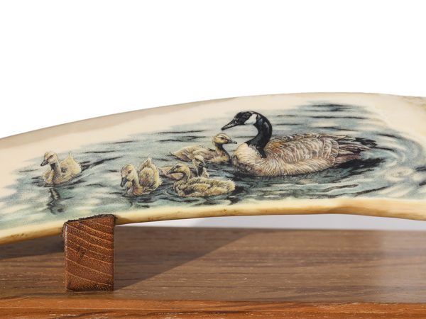 Kelly Mulford Scrimshaw - Canada Goose Goslings