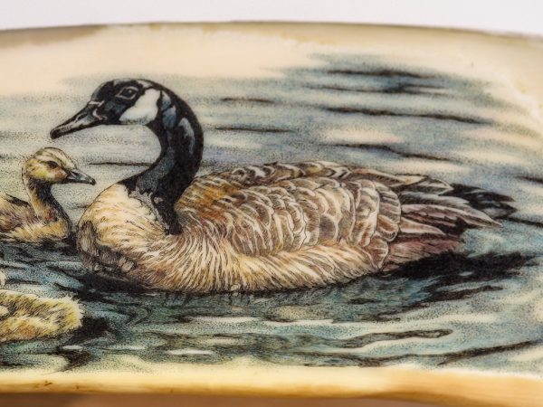 Kelly Mulford Scrimshaw - Canada Goose Goslings