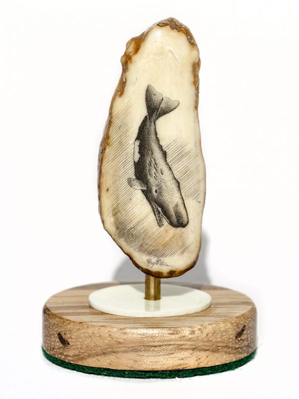 Ray Peters Scrimshaw - Sounding Bull Sperm Whale