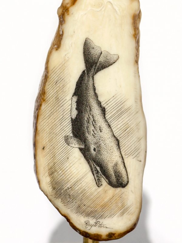 Ray Peters Scrimshaw - Sounding Bull Sperm Whale