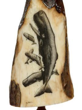 Ray Peters Scrimshaw - Sperm Whale Pod