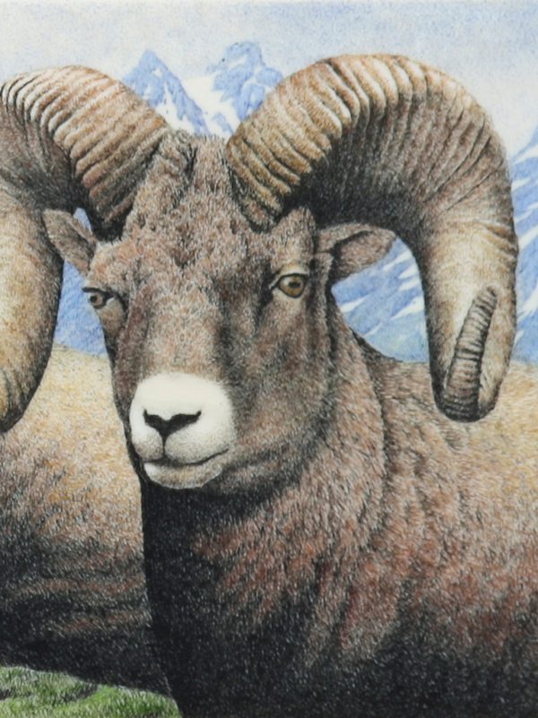 David Adams Scrimshaw - Majestic Big Horn Sheep