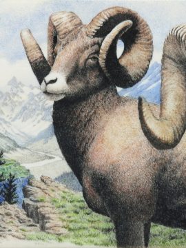 David Adams Scrimshaw - Majestic Big Horn Sheep