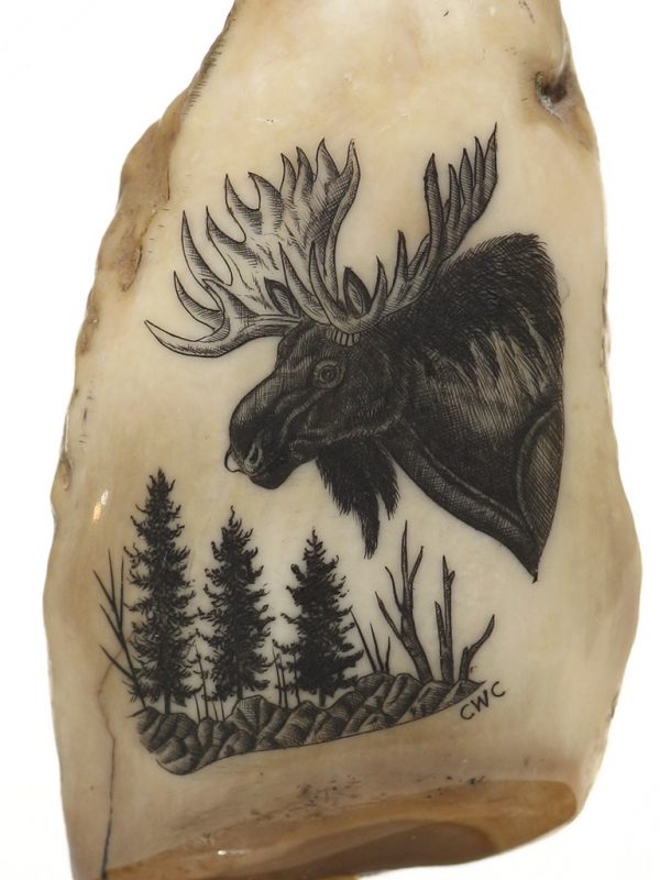 Charles W. Conner Scrimshaw - Large Bull Moose