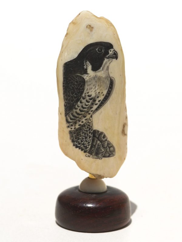 Charles W. Conner Scrimshaw -Intense Peregrine Falcon