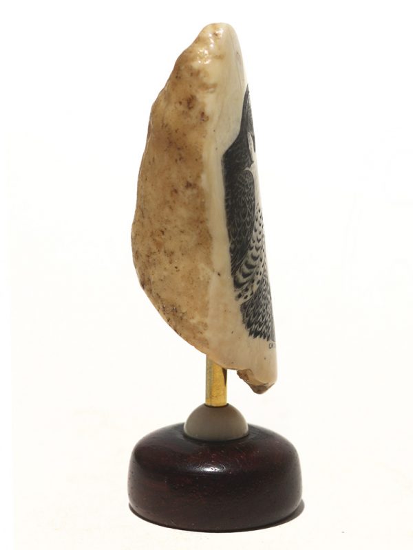 Charles W. Conner Scrimshaw -Intense Peregrine Falcon