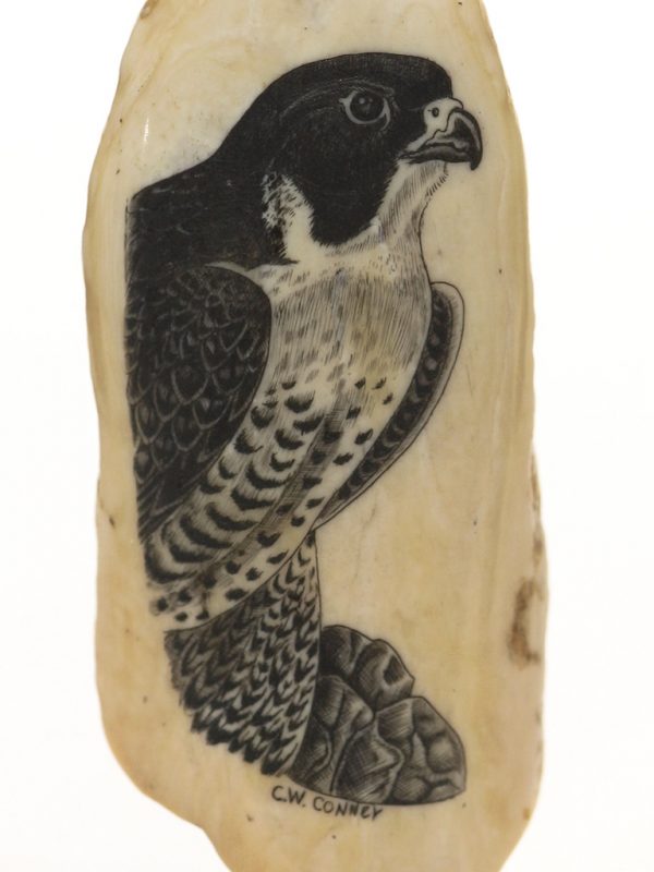 Charles W. Conner Scrimshaw -Intense Peregrine Falcon