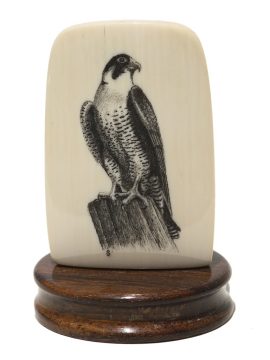 David Smith Scrimshaw - Resting Peregrine Falcon