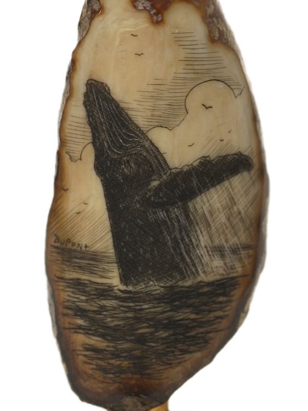 Gerry Dupont Scrimshaw - Humpback Looking Around