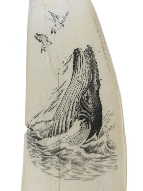 Gretchen Lindberg Scrimshaw - Huge Humpback Rising