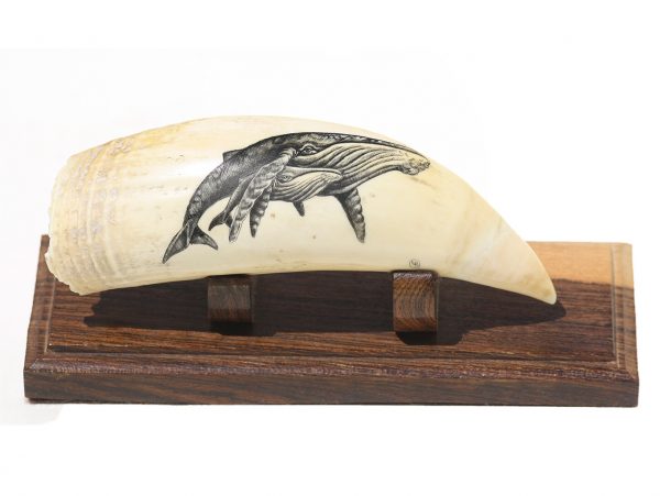 Lane Brower Scrimshaw - Protective Humpback Mama