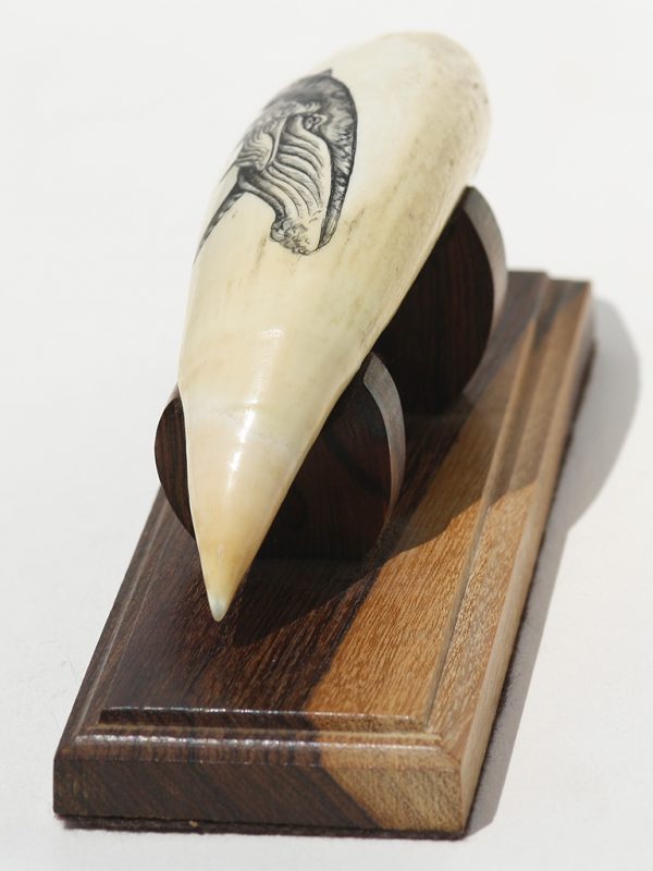 Lane Brower Scrimshaw - Protective Humpback Mama