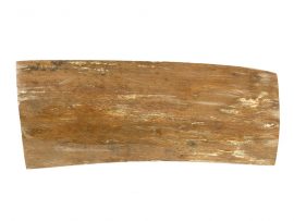 Ancient Mammoth Tusk Raw Ivory - Scrimshaw Collector