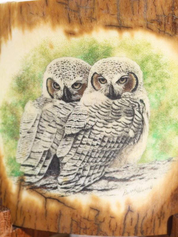 David Adams Scrimshaw - Great Horned Owlets