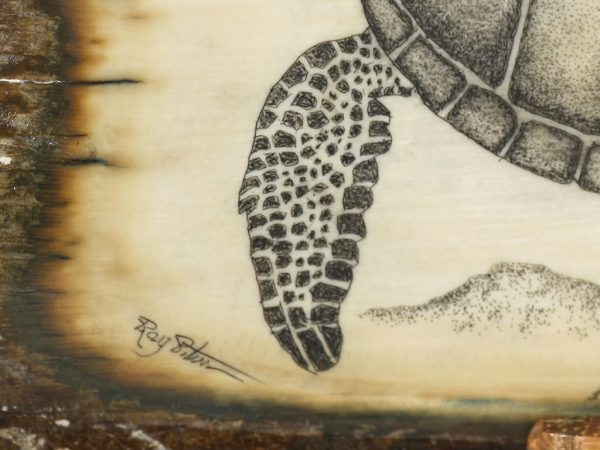 Ray Peters Scrimshaw - Sea Turtle and Tuna