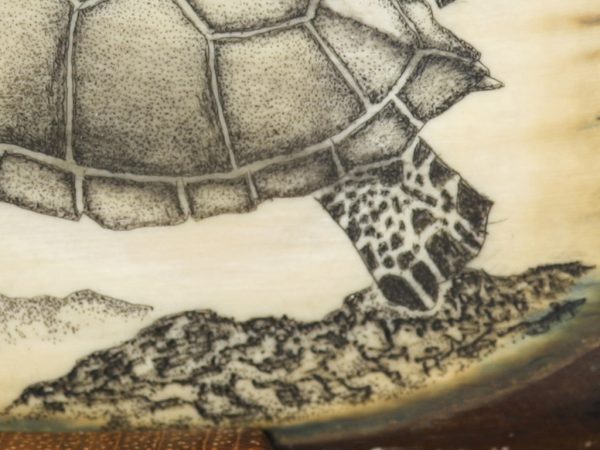 Ray Peters Scrimshaw - Sea Turtle and Tuna