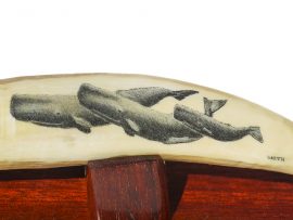 David Smith Scrimshaw - Sperm Whale Family