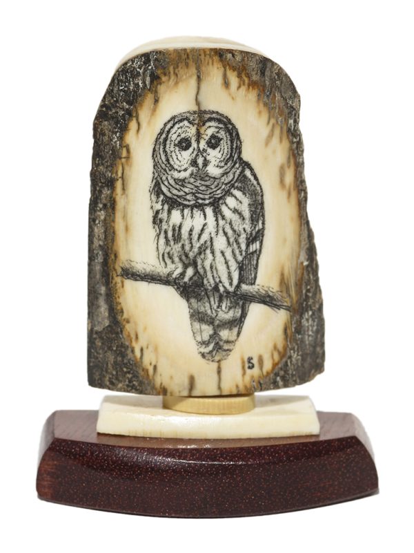 David Smith Scrimshaw - Saw-Whet Owl Portrait