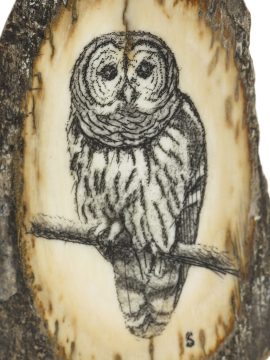 David Smith Scrimshaw - Saw-Whet Owl Portrait