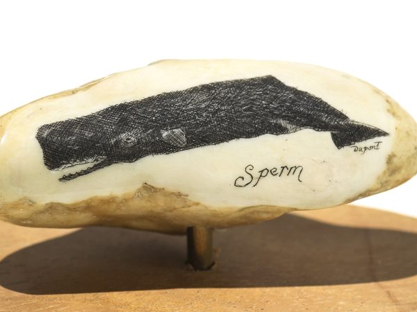 Gerry Dupont Scrimshaw - Sperm Whale Portrait