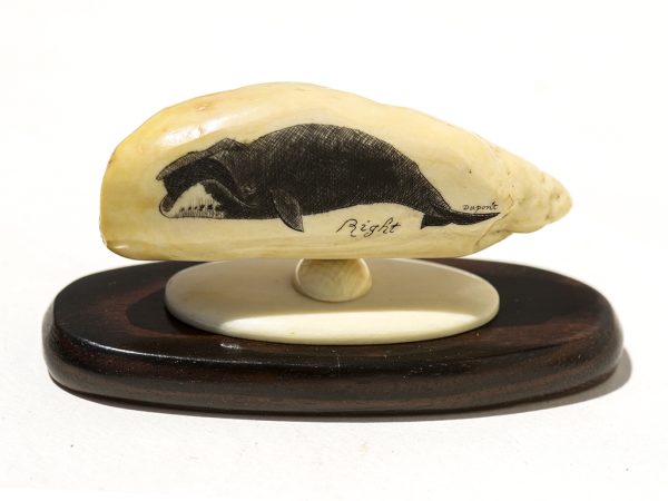 Gerry Dupont Scrimshaw - Right Whale Portrait