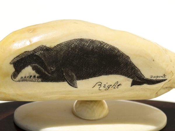 Gerry Dupont Scrimshaw - Right Whale Portrait