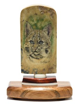 David Adams Scrimshaw - Attentive Bobcat Kitten