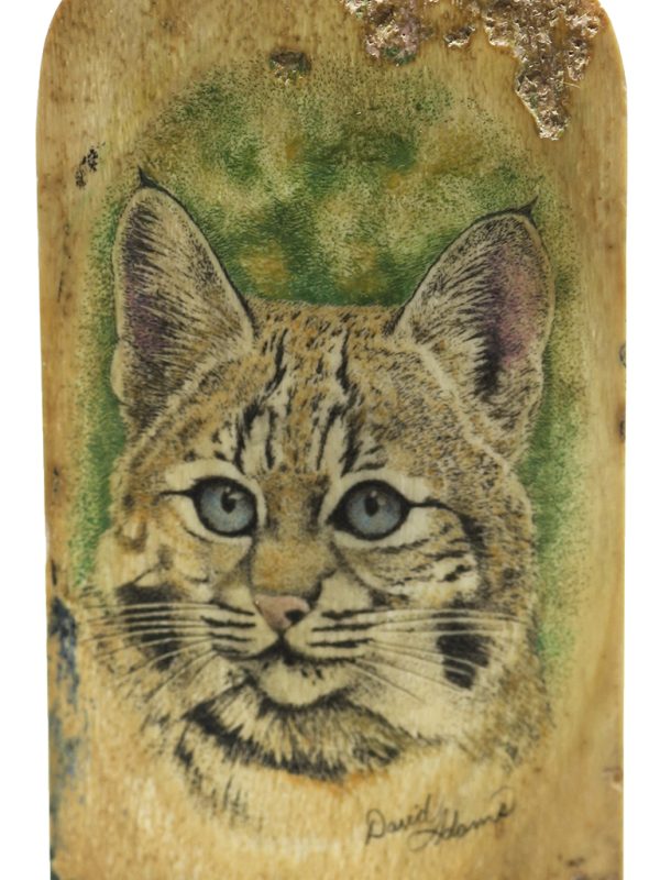 David Adams Scrimshaw - Attentive Bobcat Kitten