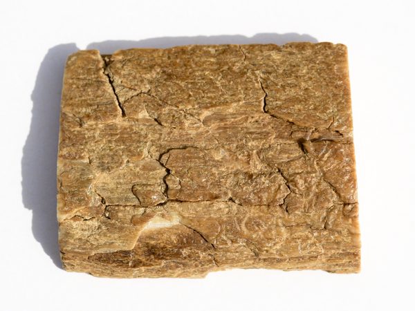 Ancient Mammoth Tusk Raw Ivory