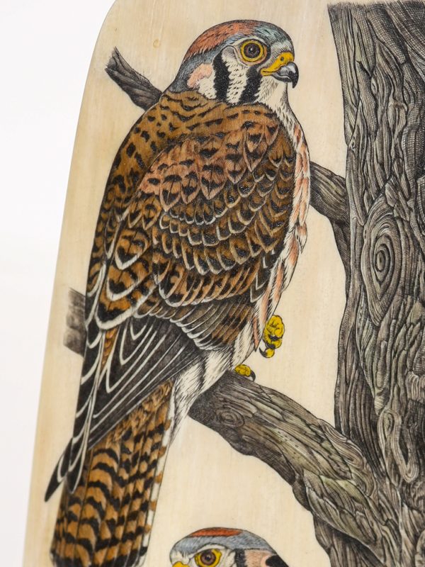 Charles W. Conner - American Kestrel Duo