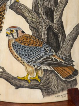 Charles W. Conner - American Kestrel Duo