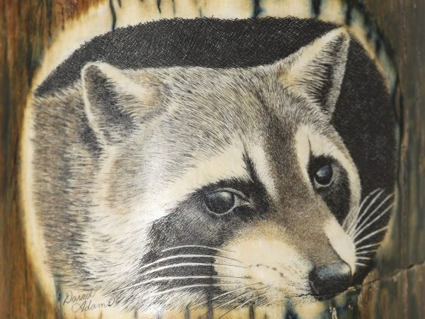 D. Adams Scrimshaw - Raccoon Cub in Hollow Tree