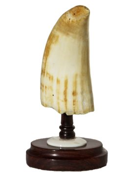 David Adams Scrimshaw - Intense Golden Eagle