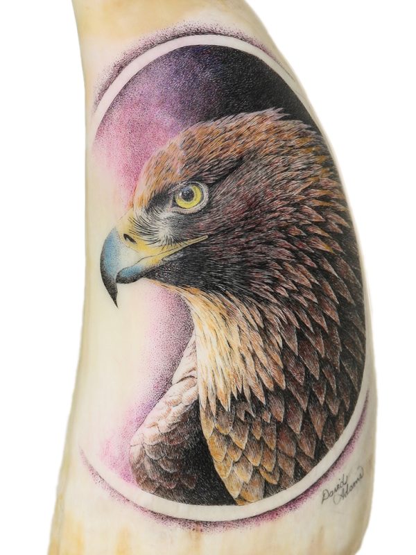 David Adams Scrimshaw - Intense Golden Eagle