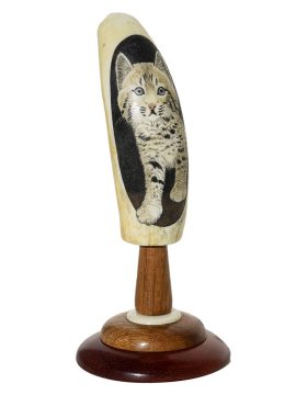David Adams Scrimshaw - Curious Bobcat Kitten
