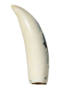 Gary Dorning Scrimshaw - Leaping Orca by Dorning