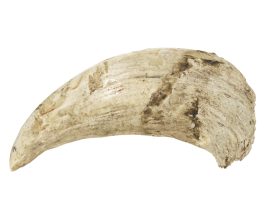 Raw Whale Ivory - Huge Bull Sperm Whale Tooth