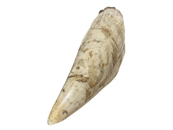 Raw Whale Ivory - Huge Bull Sperm Whale Tooth