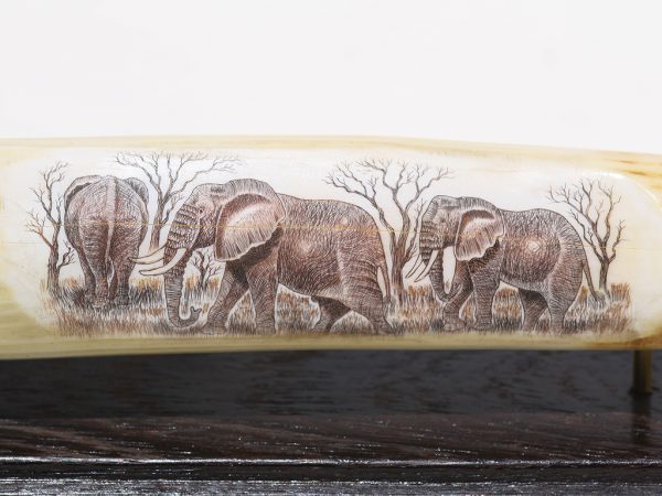 Unknown Artist - Elephant Family