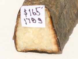 Fossil Walrus Tusk Raw Ivory - Scrimshaw Collector