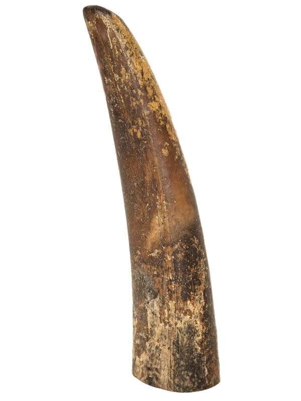 Fossil Walrus Tusk Raw Ivory - Scrimshaw Collector