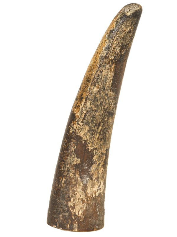 Fossil Walrus Tusk Raw Ivory - Scrimshaw Collector
