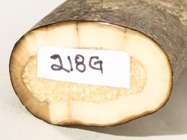 Fossil Walrus Tusk Raw Ivory - Scrimshaw Collector