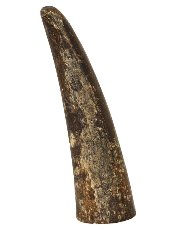 Fossil Walrus Tusk Raw Ivory - Scrimshaw Collector