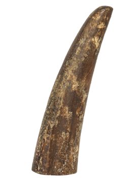 Fossil Walrus Tusk Raw Ivory - Scrimshaw Collector